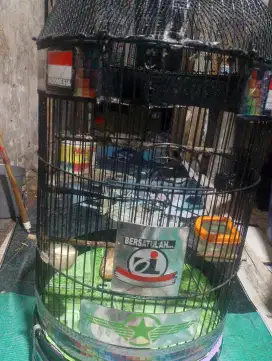 Sepah raja fullset kerodong rajin variasi nyerecet dan riwikan siul