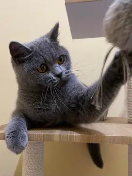 lepas adopt indukan BSH ped cfa