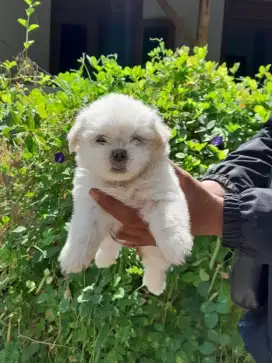 Shih Tzu Jantan Betina Non Stamboom