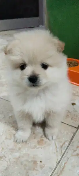 OPEN ADOPT MINIPOM JANTAN DAN BETINA
