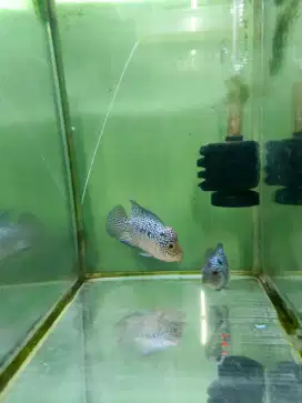 Ikan Louhan Cencu