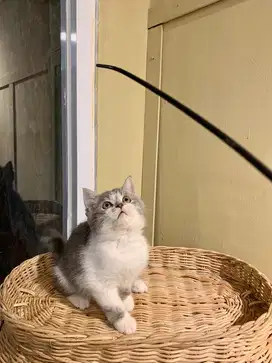 British short hair bicolor tabby blue