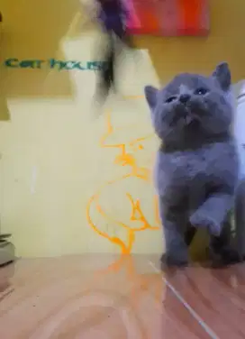 Kitten british shorthair blue solid