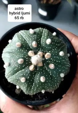 Jual tanaman hias bandung