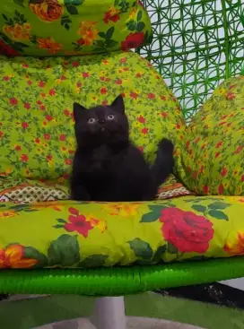 BSH Black Solid Female NP