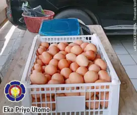Jual telor ayam negri