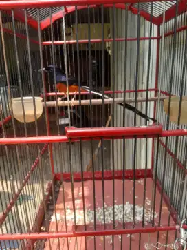 Murai batu pe 25