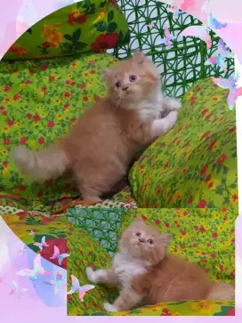 Borongan kitten British dan Munchkin NS