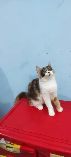 kucing kitten british shorthair ss betina calico
