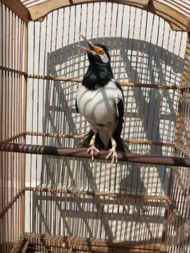 Jalak suren mapan isian Lovebird rol tembak super berisik fullset