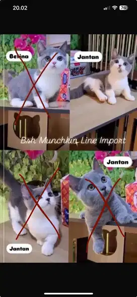 Lepas adop Bsh Munchkin/Munchkin Bsh/British short hair/Munchkin