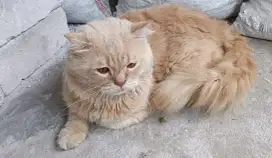 Kucing bsh BLH kucing Longhair big