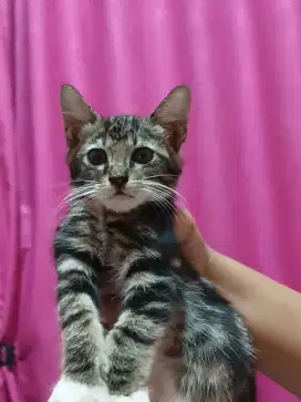 Open adopsi kucing domestik