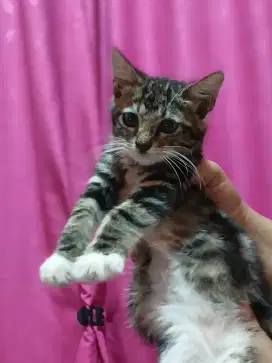 Adopsi kucing domestik