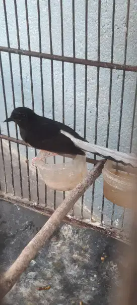 Murai batu betina ekor putih