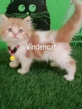 Kitten persia platnose