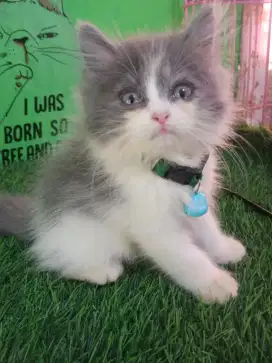 Kitten jantan platnose