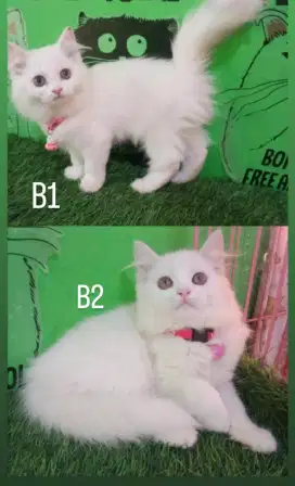 Kitten persia betina