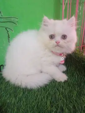 Kitten persia platnose