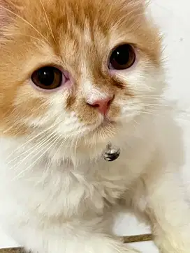 OPER ADOPT KUCING