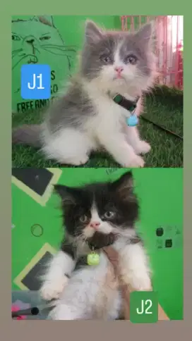 Kitten persia platnose