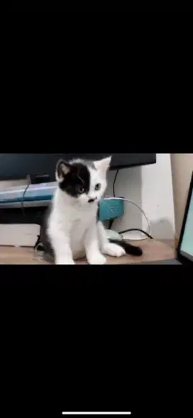 Kitten mixdome betina