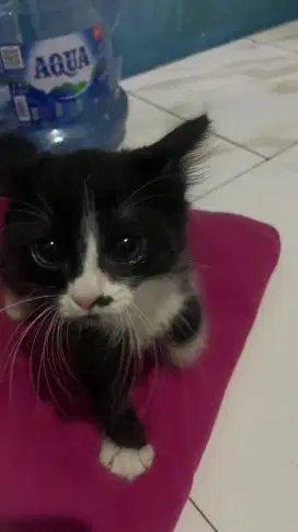 Kucing Mixdom(Kitten)