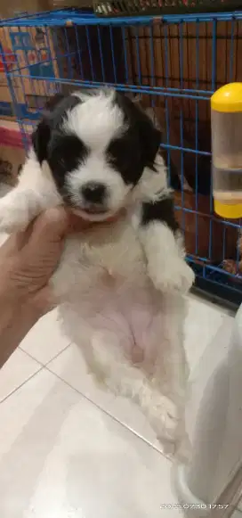 Maltese mix poodle betina