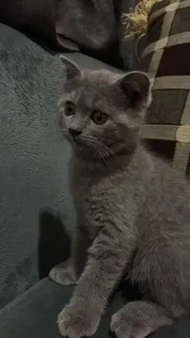 Adopt Kitten BSH SF