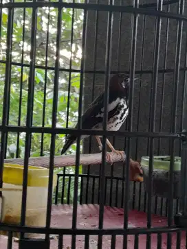 Dijual burung anis kembang beserta sangkarnya