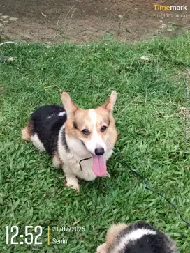 Borongan corgi 3 ekor  ( bogor)