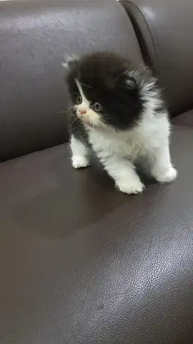 Kitten persia flatnose