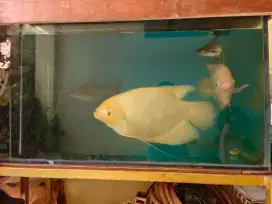 4 Gurame Padang + 2 Aquarium