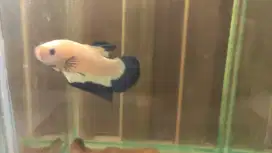 IKAN CUPANG BLUERIM