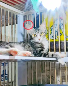 Kucing mix Ras (siamese) Betina
