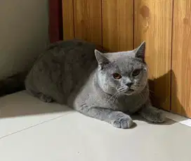 Kucing british shorthair bsh british short hair