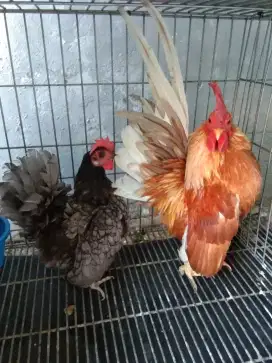 AYAM SERAMA SEPASANG