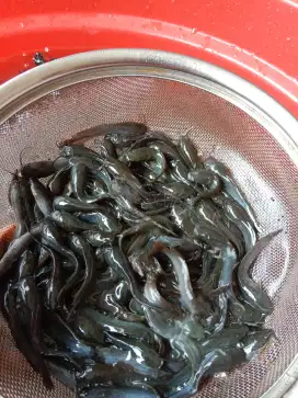 Jual benih ikan lele konsumsi ukuran 6 - 7 cm per 100 ekor