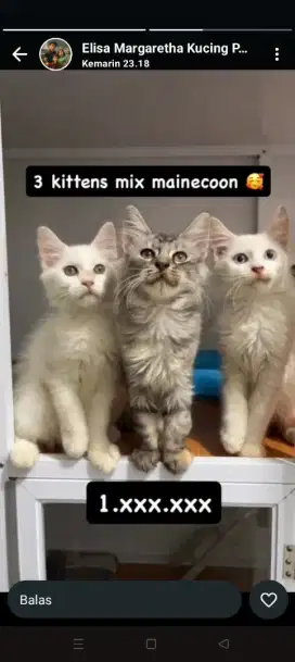Kucing mix maencoon