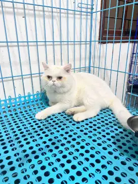 British shorthair