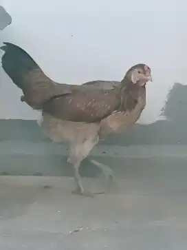 Ayam betina blasteran pelung