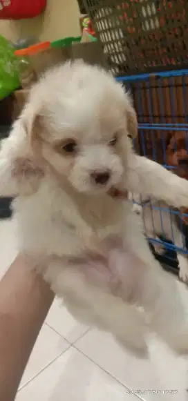Maltese mix poodle betina maltipoo