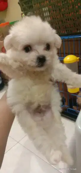 Puppy Bichon mix poodle jantan