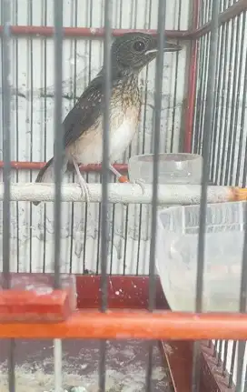Murai batu sepasang/satu sarang