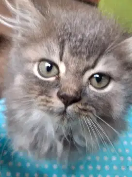 Anak kucing BSH PERSIA