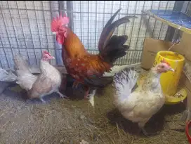 Jual ayam kate  borongan