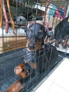 Anabul Doberman 2,5 bulan 1jantan 4 betina sudah kupir dan setambum.