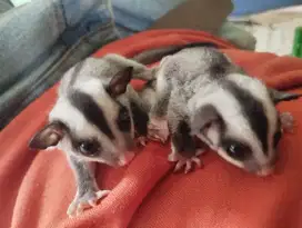 Sugar glider CG