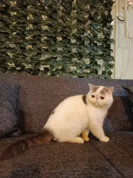 Peaknose exotic good quality