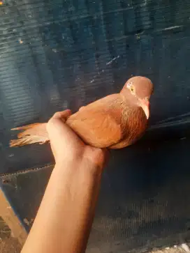 Burung Dara Trahan jantan dan betina joss...